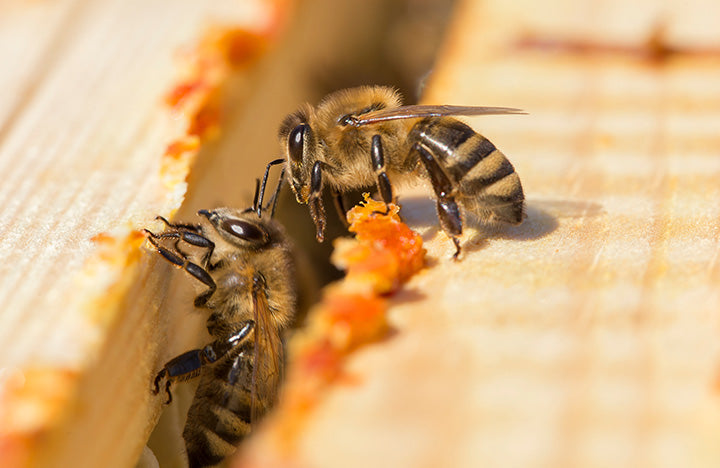 Was ist Propolis? Wie ist die Wirkung?