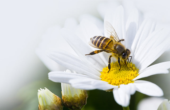 Apitherapie : Ein gesünderes Leben mit den Bienenprodukten