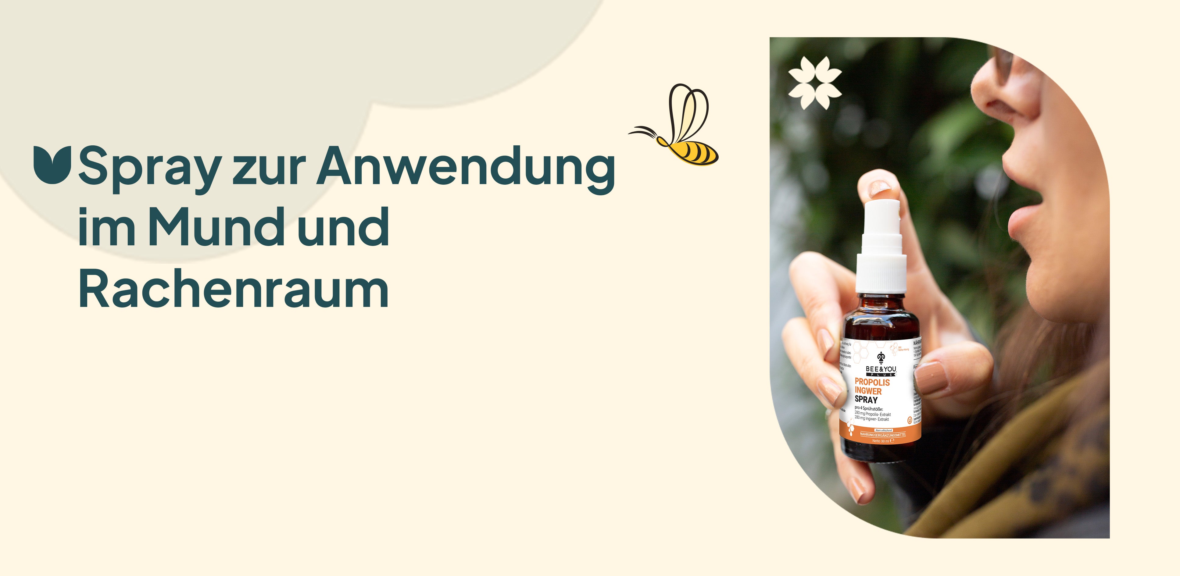 Ingwer A+ 2